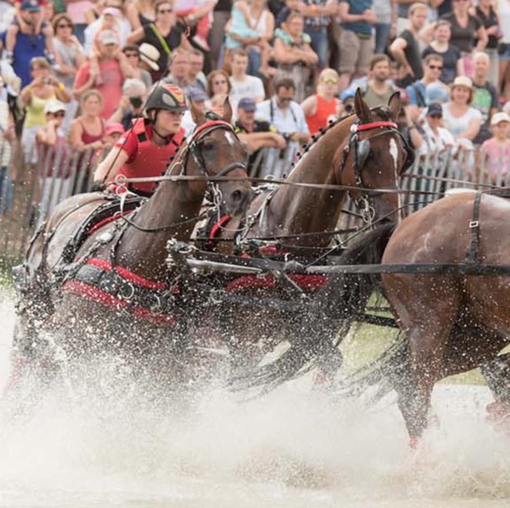 Roeckl Driving Gloves